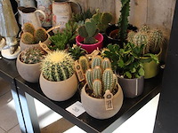 Cactus tuin met ruim 15 cactussen. - afbeelding 2 van  2