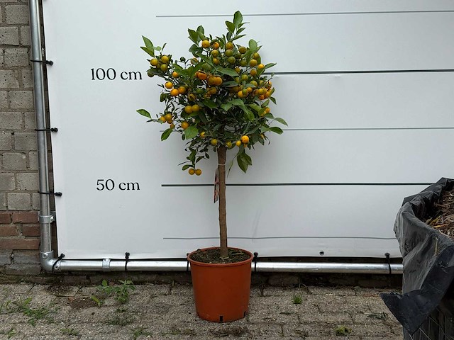 Calamondin - citrus calamondin - hoogte ca. 120 cm - afbeelding 1 van  5