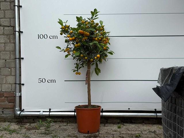 Calamondin - citrus calamondin - hoogte ca. 120 cm - afbeelding 2 van  5