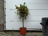 Calamondin - citrus calamondin - hoogte ca. 120 cm - afbeelding 2 van  5