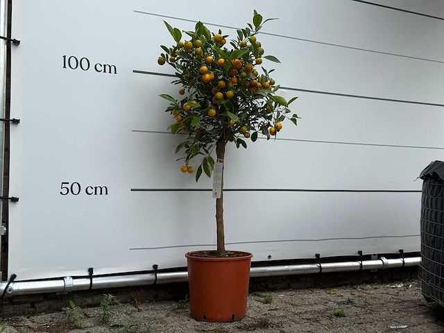 Calamondin - citrus calamondin - hoogte ca. 120 cm - afbeelding 3 van  5