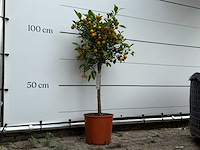 Calamondin - citrus calamondin - hoogte ca. 120 cm - afbeelding 3 van  5