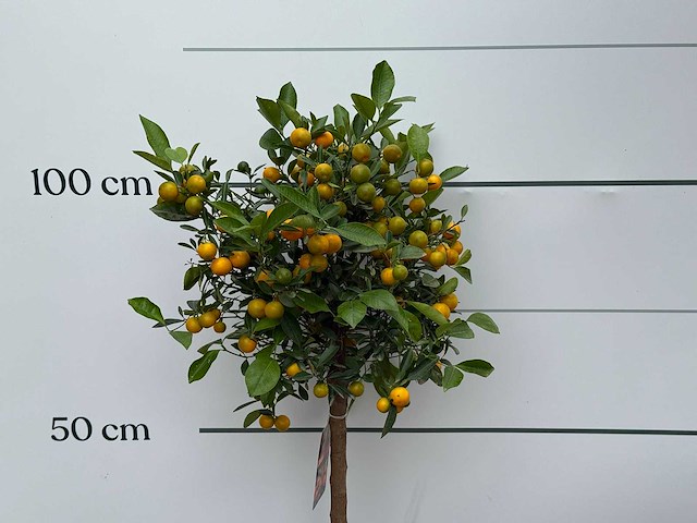 Calamondin - citrus calamondin - hoogte ca. 120 cm - afbeelding 4 van  5