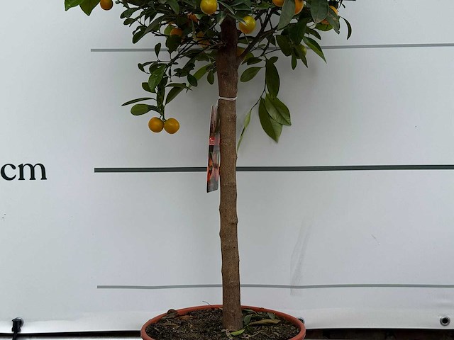 Calamondin - citrus calamondin - hoogte ca. 120 cm - afbeelding 5 van  5