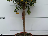 Calamondin - citrus calamondin - hoogte ca. 120 cm - afbeelding 5 van  5