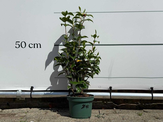Camellia - camellia japonica - hoogte ca. 50 cm - afbeelding 1 van  5