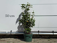 Camellia - camellia japonica - hoogte ca. 50 cm - afbeelding 1 van  5