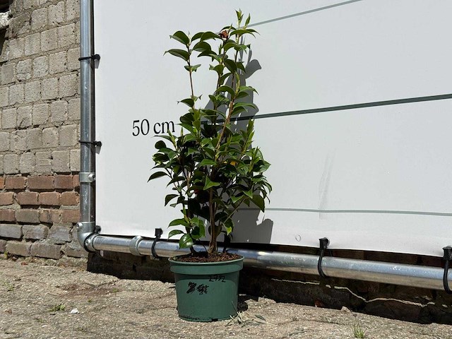 Camellia - camellia japonica - hoogte ca. 50 cm - afbeelding 2 van  5