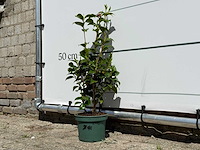 Camellia - camellia japonica - hoogte ca. 50 cm - afbeelding 2 van  5