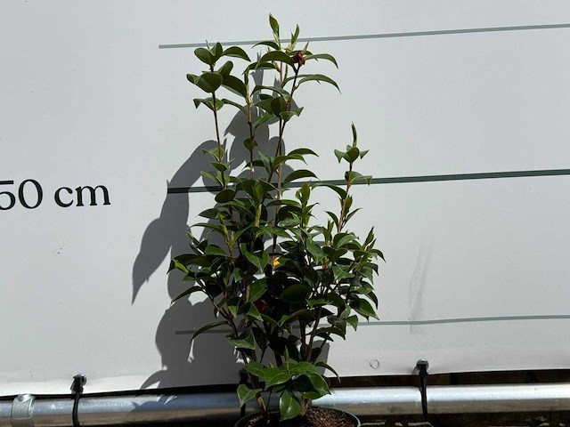 Camellia - camellia japonica - hoogte ca. 50 cm - afbeelding 3 van  5
