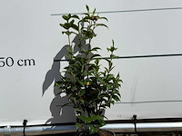 Camellia - camellia japonica - hoogte ca. 50 cm - afbeelding 3 van  5