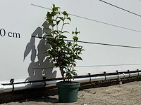 Camellia - camellia japonica - hoogte ca. 50 cm - afbeelding 4 van  5