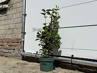 Camellia - camellia japonica - hoogte ca. 50 cm - afbeelding 5 van  5