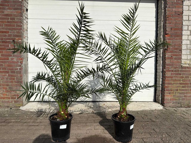 Canarische dadelpalm - mediterrane boom - phoenix canariensis - hoogte ca. 170 cm (2x) - afbeelding 1 van  4