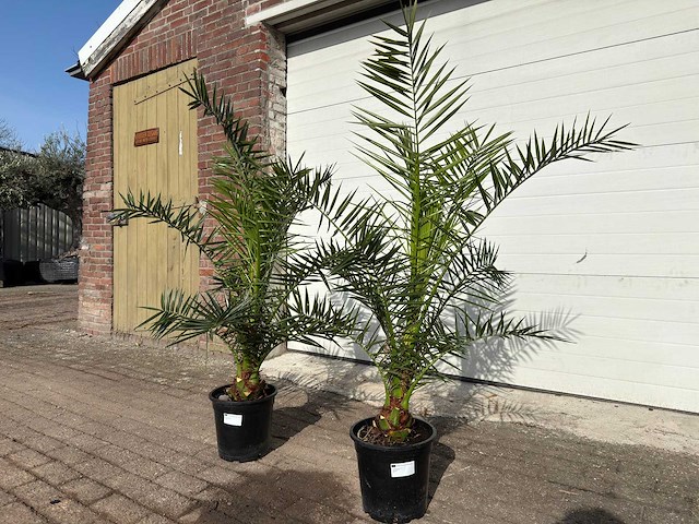Canarische dadelpalm - mediterrane boom - phoenix canariensis - hoogte ca. 170 cm (2x) - afbeelding 2 van  4