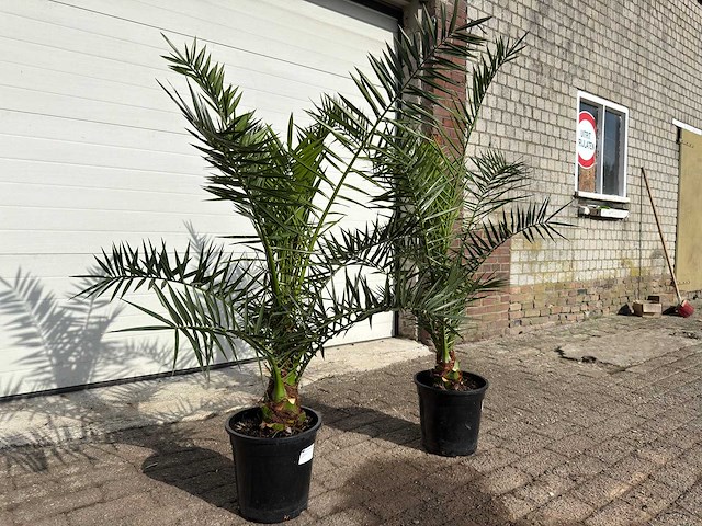 Canarische dadelpalm - mediterrane boom - phoenix canariensis - hoogte ca. 170 cm (2x) - afbeelding 3 van  4