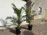 Canarische dadelpalm - mediterrane boom - phoenix canariensis - hoogte ca. 170 cm (2x) - afbeelding 3 van  4