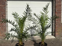 Canarische dadelpalm - mediterrane boom - phoenix canariensis - hoogte ca. 170 cm (2x) - afbeelding 4 van  4