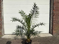 Canarische dadelpalm - mediterrane boom - phoenix canariensis - hoogte ca. 170 cm - afbeelding 4 van  4