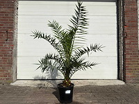 Canarische dadelpalm - mediterrane boom - phoenix canariensis - hoogte ca. 170 cm - afbeelding 1 van  2