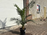 Canarische dadelpalm - mediterrane boom - phoenix canariensis - hoogte ca. 170 cm - afbeelding 2 van  2