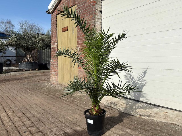 Canarische dadelpalm - mediterrane boom - phoenix canariensis - hoogte ca. 170 cm - afbeelding 2 van  4