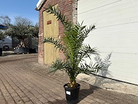 Canarische dadelpalm - mediterrane boom - phoenix canariensis - hoogte ca. 170 cm - afbeelding 2 van  4