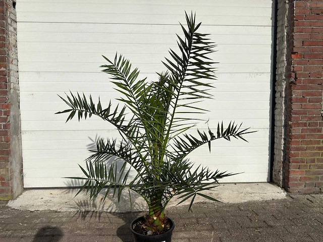 Canarische dadelpalm - mediterrane boom - phoenix canariensis - hoogte ca. 170 cm - afbeelding 4 van  4