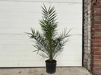 Canarische dadelpalm - mediterrane boom - phoenix canariensis - hoogte ca. 90 cm (2x) - afbeelding 1 van  3