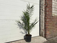 Canarische dadelpalm - mediterrane boom - phoenix canariensis - hoogte ca. 90 cm (2x) - afbeelding 2 van  3