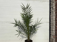 Canarische dadelpalm - mediterrane boom - phoenix canariensis - hoogte ca. 90 cm (2x) - afbeelding 3 van  3