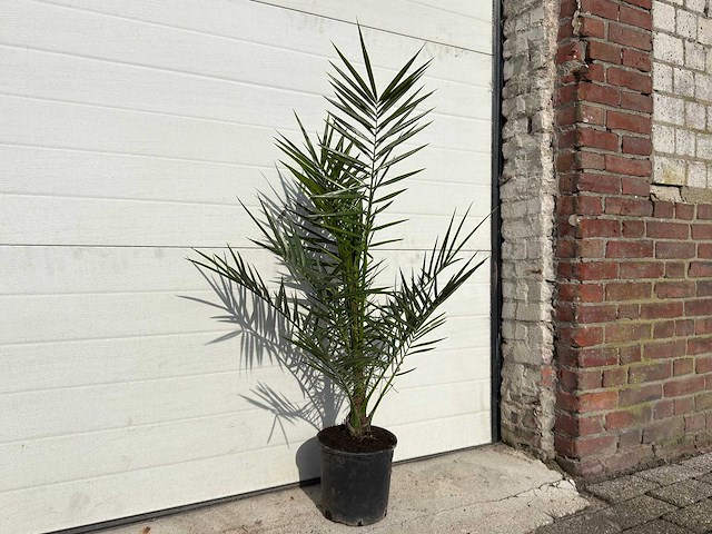 Canarische dadelpalm - mediterrane boom - phoenix canariensis - hoogte ca. 90 cm (2x) - afbeelding 1 van  1