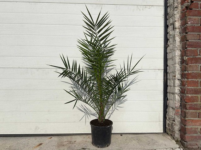 Canarische dadelpalm - mediterrane boom - phoenix canariensis - hoogte ca. 90 cm (2x) - afbeelding 1 van  4