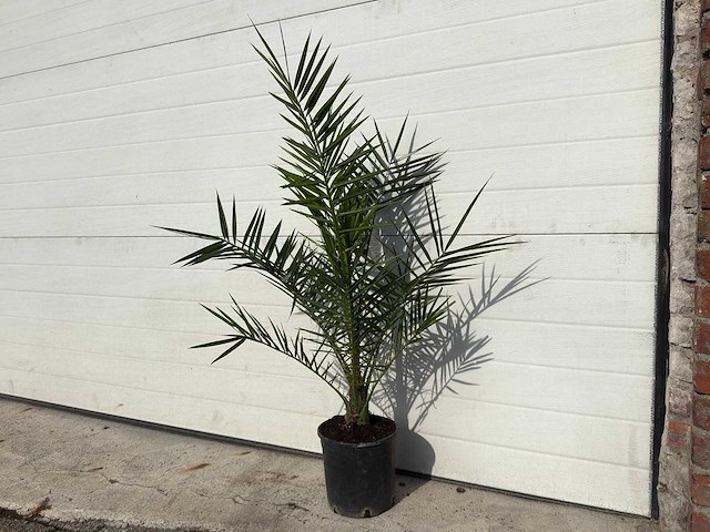 Canarische dadelpalm - mediterrane boom - phoenix canariensis - hoogte ca. 90 cm (2x) - afbeelding 2 van  4