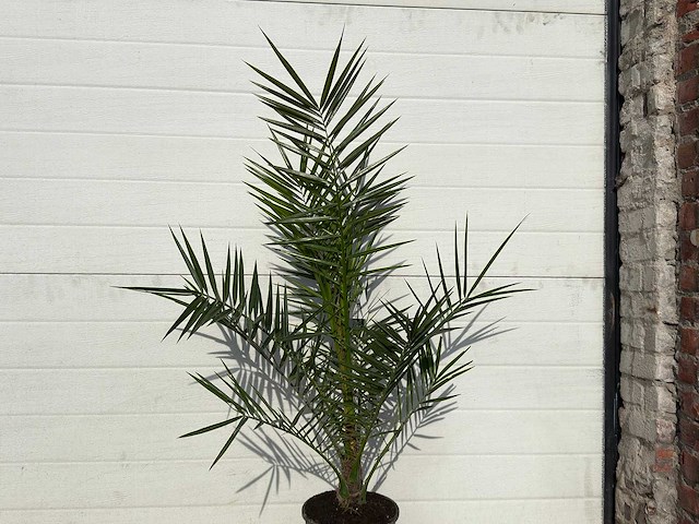 Canarische dadelpalm - mediterrane boom - phoenix canariensis - hoogte ca. 90 cm (2x) - afbeelding 4 van  4