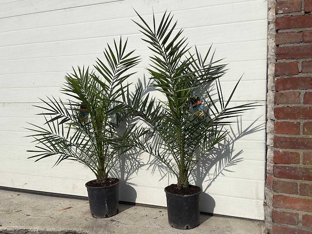 Canarische dadelpalm - mediterrane boom - phoenix canariensis - hoogte ca. 90 cm (2x) - afbeelding 1 van  3