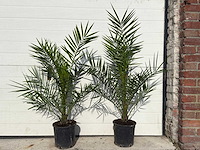 Canarische dadelpalm - mediterrane boom - phoenix canariensis - hoogte ca. 90 cm (2x) - afbeelding 1 van  3