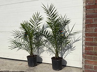 Canarische dadelpalm - mediterrane boom - phoenix canariensis - hoogte ca. 90 cm (2x) - afbeelding 2 van  4