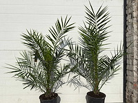 Canarische dadelpalm - mediterrane boom - phoenix canariensis - hoogte ca. 90 cm (2x) - afbeelding 4 van  4