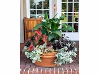 Canna empire - planten met pot (25x) - afbeelding 2 van  2