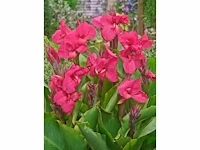 Canna empire - planten met pot (25x)