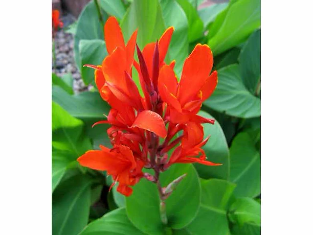 Canna indica - planten met pot (48x) - afbeelding 1 van  1