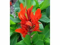Canna indica - planten met pot (48x)