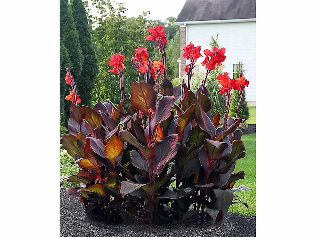 Canna "red wine" - planten met pot (10x) - afbeelding 1 van  1