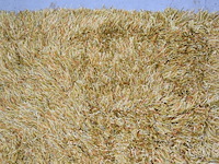 Carpet - afbeelding 3 van  4