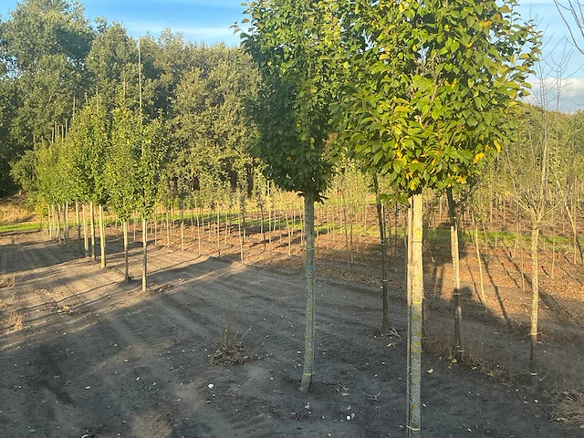 Carpinus betulus lucas hs haagbeuk (circa 18 stuks) - afbeelding 6 van  7
