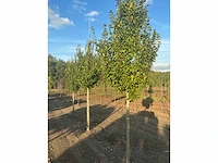 Carpinus betulus lucas hs haagbeuk (circa 18 stuks) - afbeelding 7 van  7