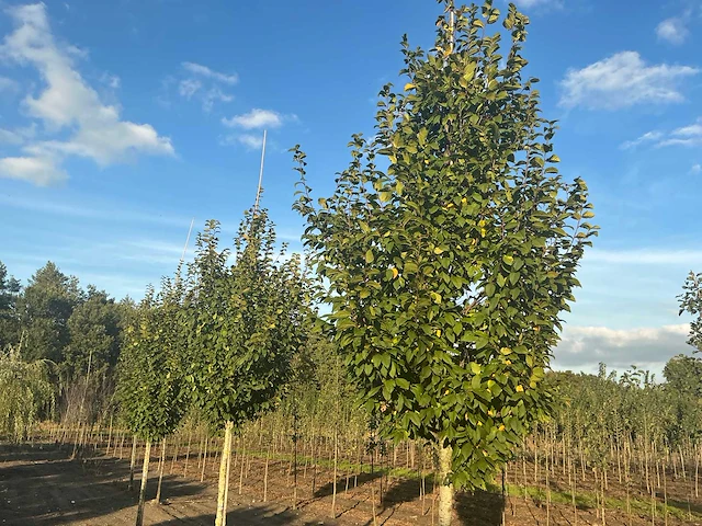 Carpinus betulus lucas hs haagbeuk (circa 18 stuks) - afbeelding 3 van  7