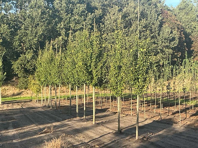 Carpinus betulus lucas hs haagbeuk (circa 18 stuks) - afbeelding 1 van  7