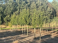 Carpinus betulus lucas hs haagbeuk (circa 18 stuks) - afbeelding 1 van  7